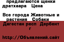 предлагаются щенки дратхаара › Цена ­ 20 000 - Все города Животные и растения » Собаки   . Дагестан респ.,Дербент г.